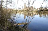 Links unten Biberverbiss!