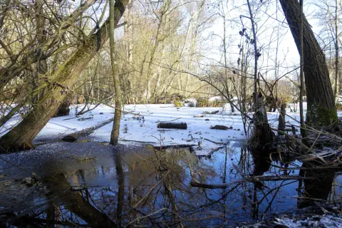 Naturschutzgebiet Schifflache im Winter